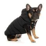 best aquarium filter for large tanks Luxury Aspen Dog Jacket - Black