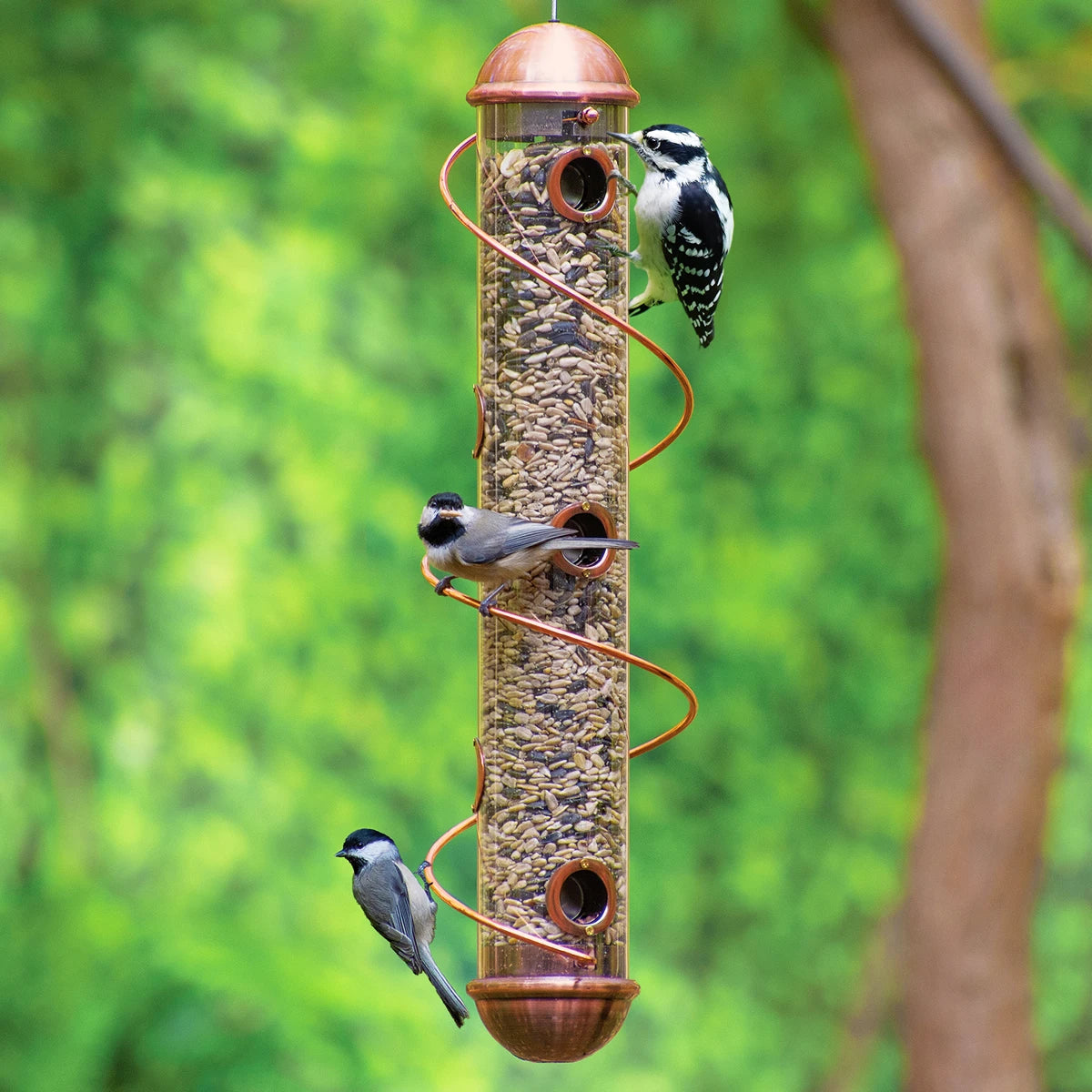 cat window hammock suction cups 17" Copper Spiral Sunflower Seed Feeder
