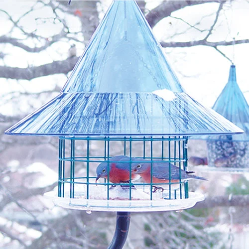 best chew toys for aggressive chewers Arundale Sky Cafe Bluebird Feeder