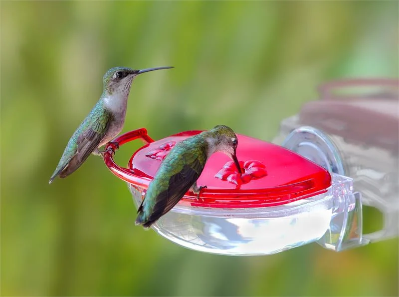 best natural flea shampoo for dogs Aspects Gem Window Hummingbird Feeder