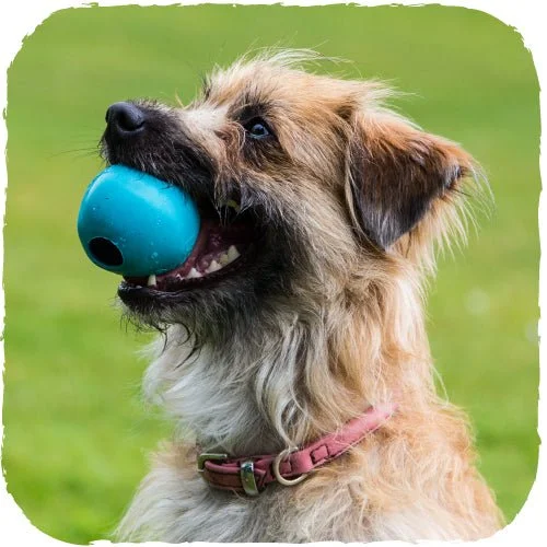 heavy-duty dog leash for pulling Beco Ball - Blue SALE
