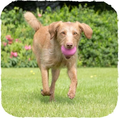 extra-soft chew toy for puppies Beco Ball - Pink SALE