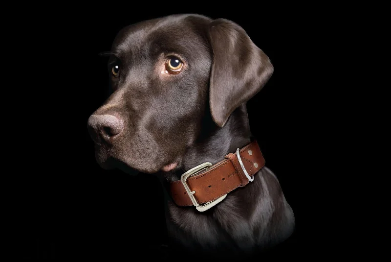 top-rated pet tracking GPS Dallas  Collar