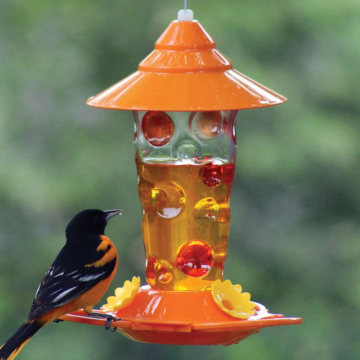 eco-friendly cat litter biodegradable Dots Glass Oriole Feeder