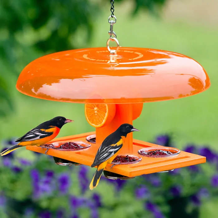 kitten milk replacement powder Duncraft Deluxe Orange Oriole Jelly Feeder