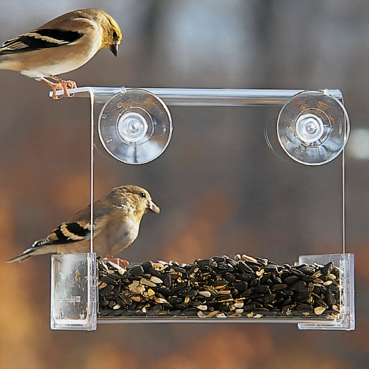 best aquarium filter for goldfish Duncraft Songbird Buffet Window Bird Feeder