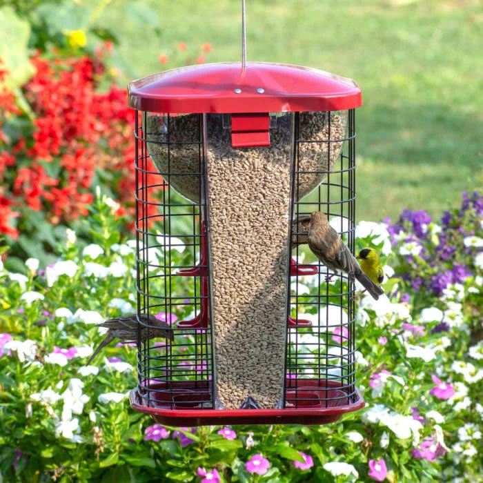 best dog shampoo for sensitive skin Jumbo Squirrel Resistant Hopper Feeder