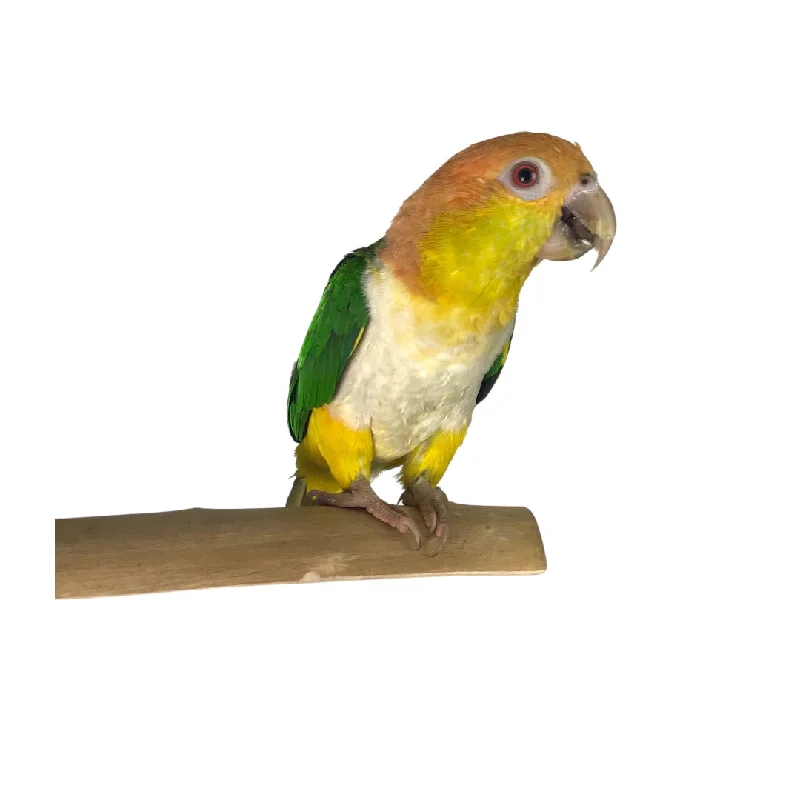 best bird bath for balcony Ninos Java Stage Perch for Birds Small