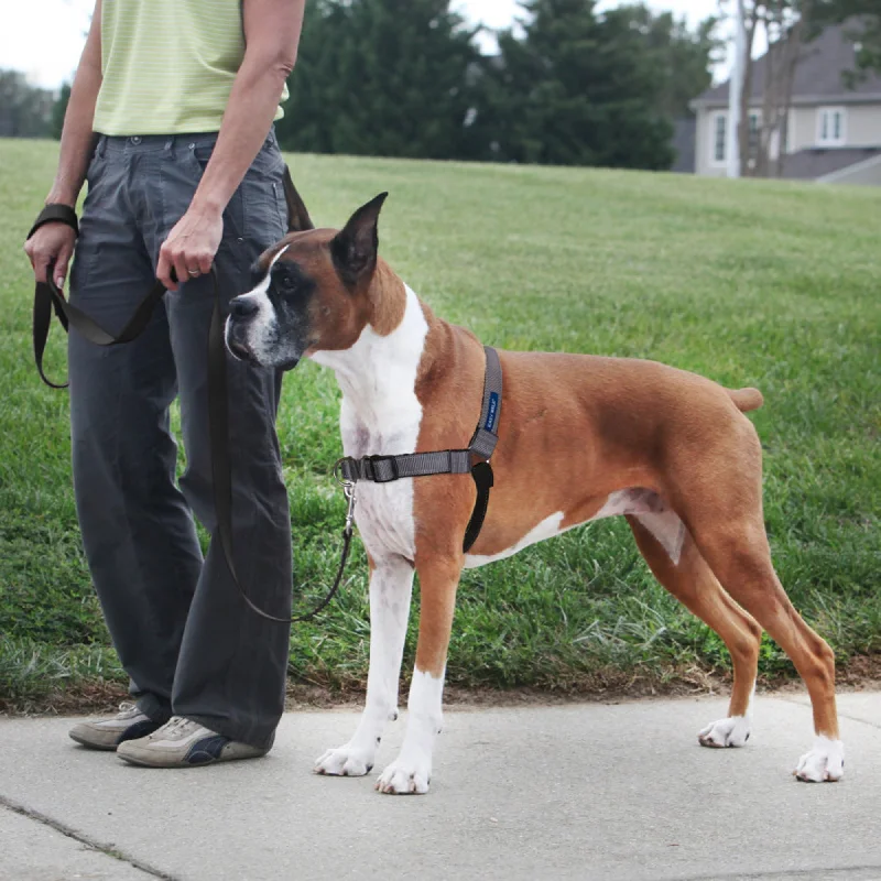 large dog collar with name tag PetSafe Deluxe Easy Walk Steel Dog Harness Black/Steel 1ea/LG