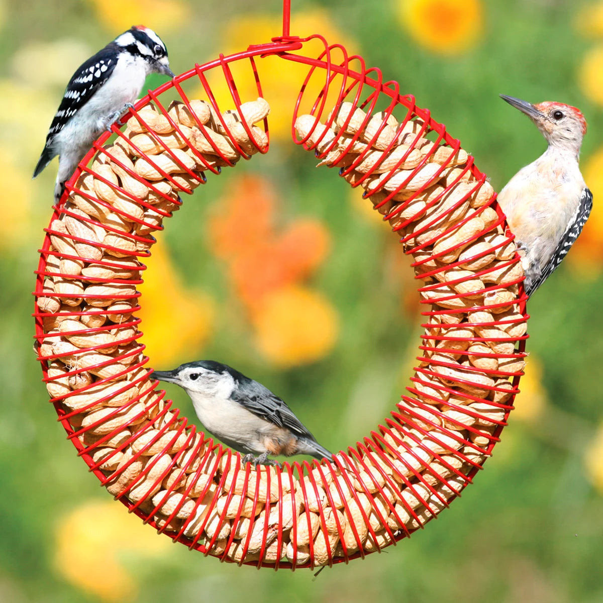 best UVB light for reptiles Red Whole Peanut Wreath