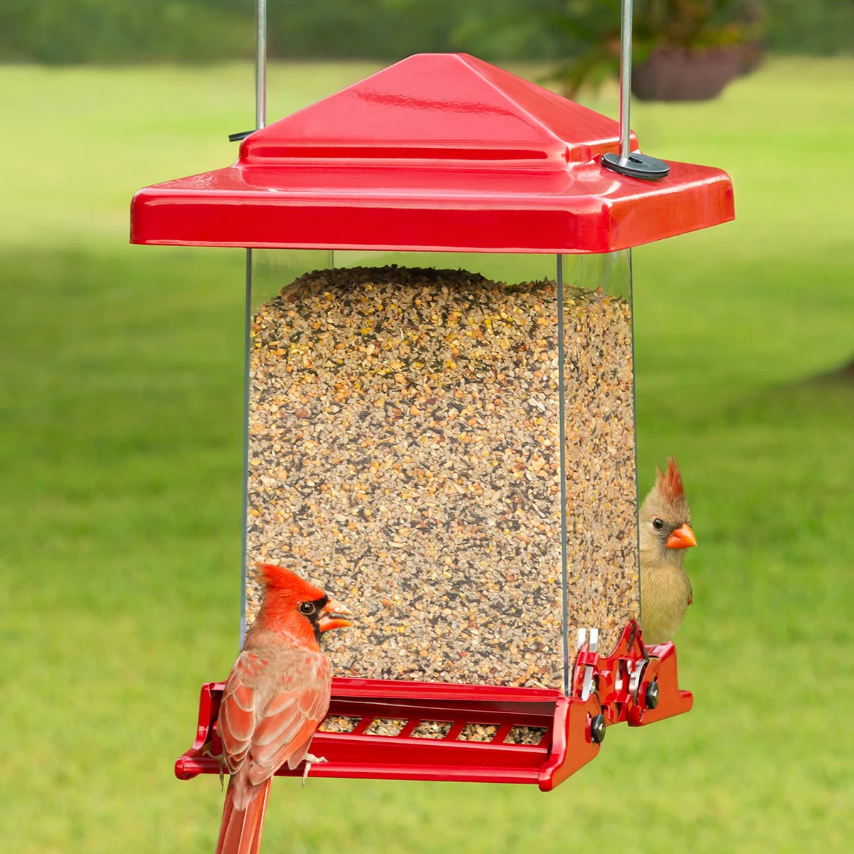 automatic litter box for multiple cats Reflective Red Vista Feeder