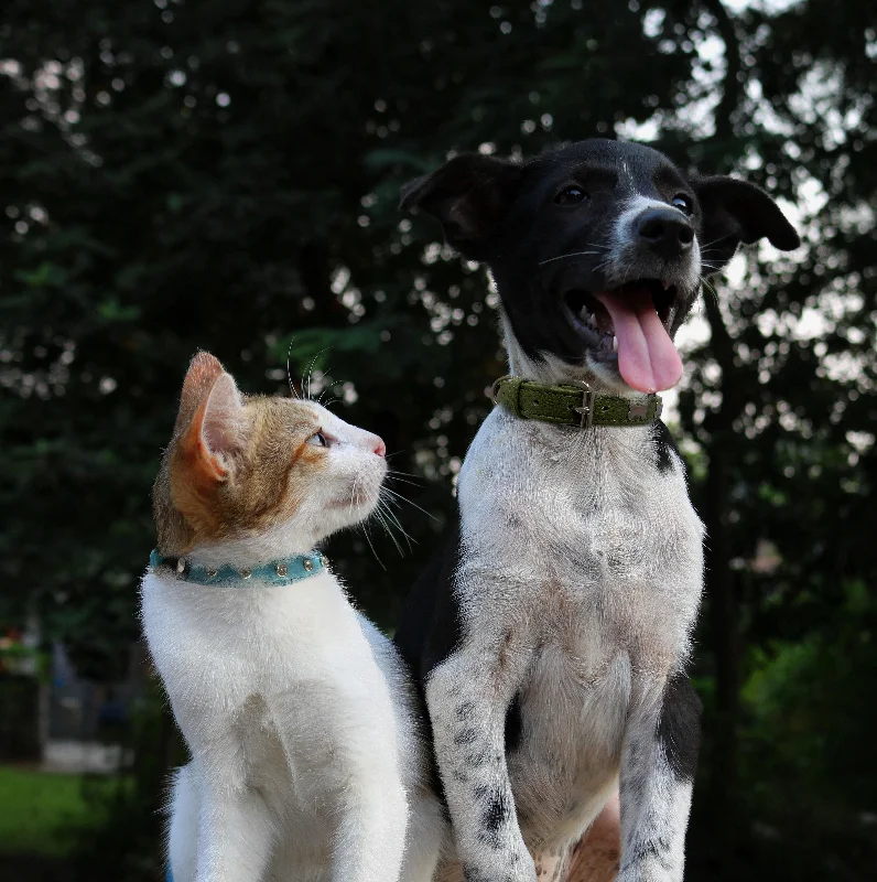 eco-friendly cat litter biodegradable Rotterdam Bones