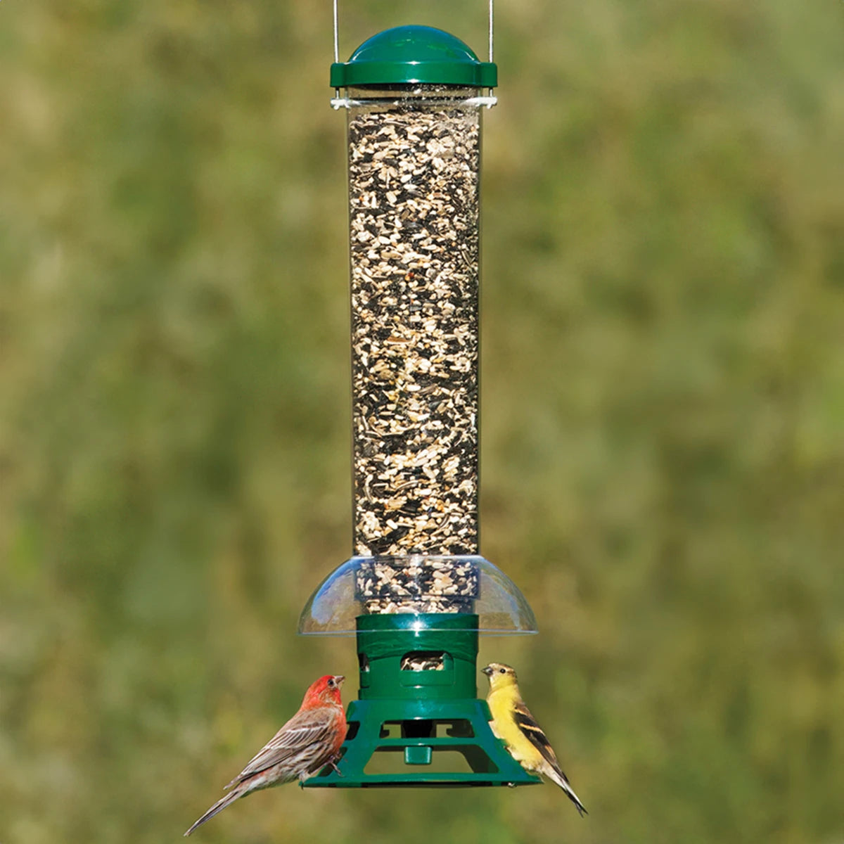 aquarium background double-sided Squirrel Slammer