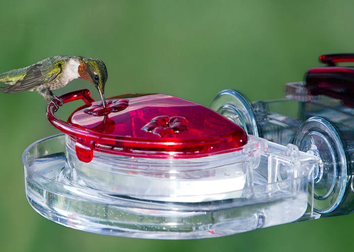 silent filter for small fish tanks The Gem Window Hummingbird Feeder & Ant Moat