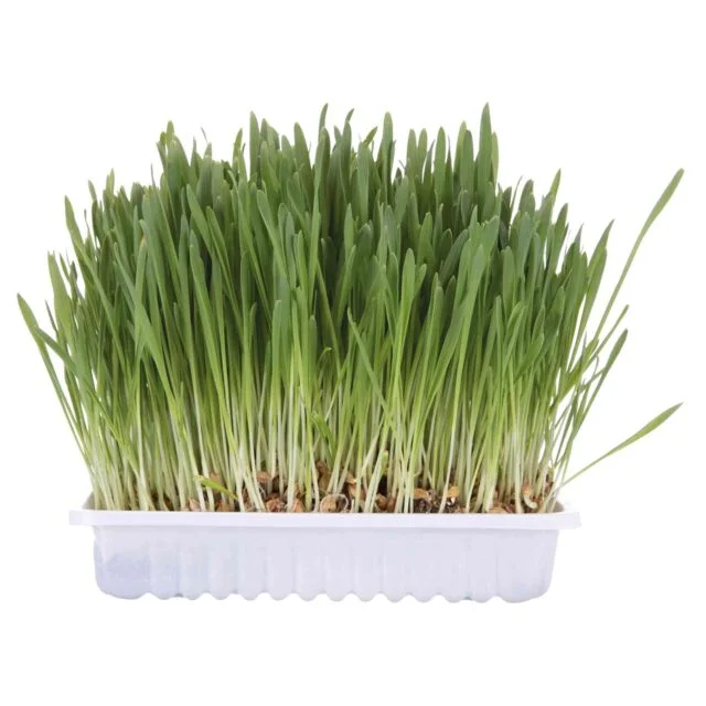 extra-large parrot cage with stand Trixie Cat Grass 100g