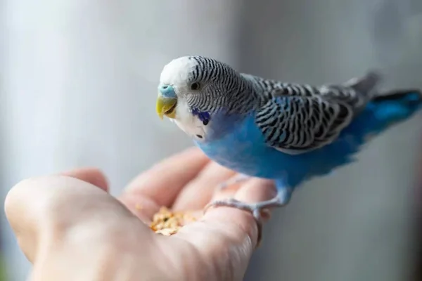Premium Bird Food: Nutritious & Tasty Treats for Happy, Healthy Birds
